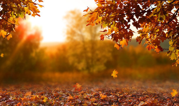 Embracing October: Beauty, Self-Care, and Wellness Rituals for Renewal