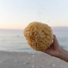 Load image into Gallery viewer, Sea Sponge - All Natural